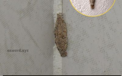 L’insecte curieux qui vit dans les murs et les plafonds de la maison.