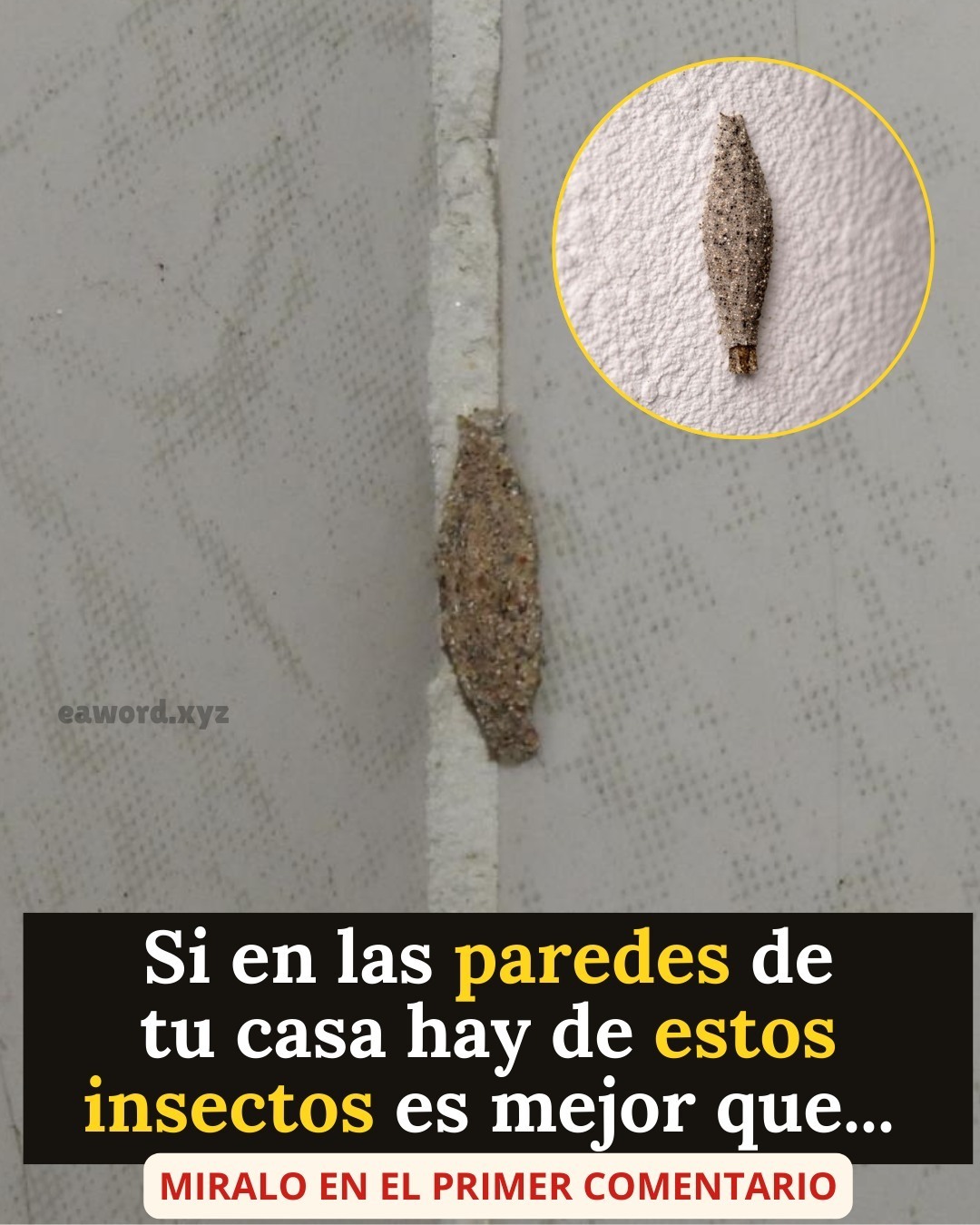 L’insecte curieux qui vit dans les murs et les plafonds de la maison.