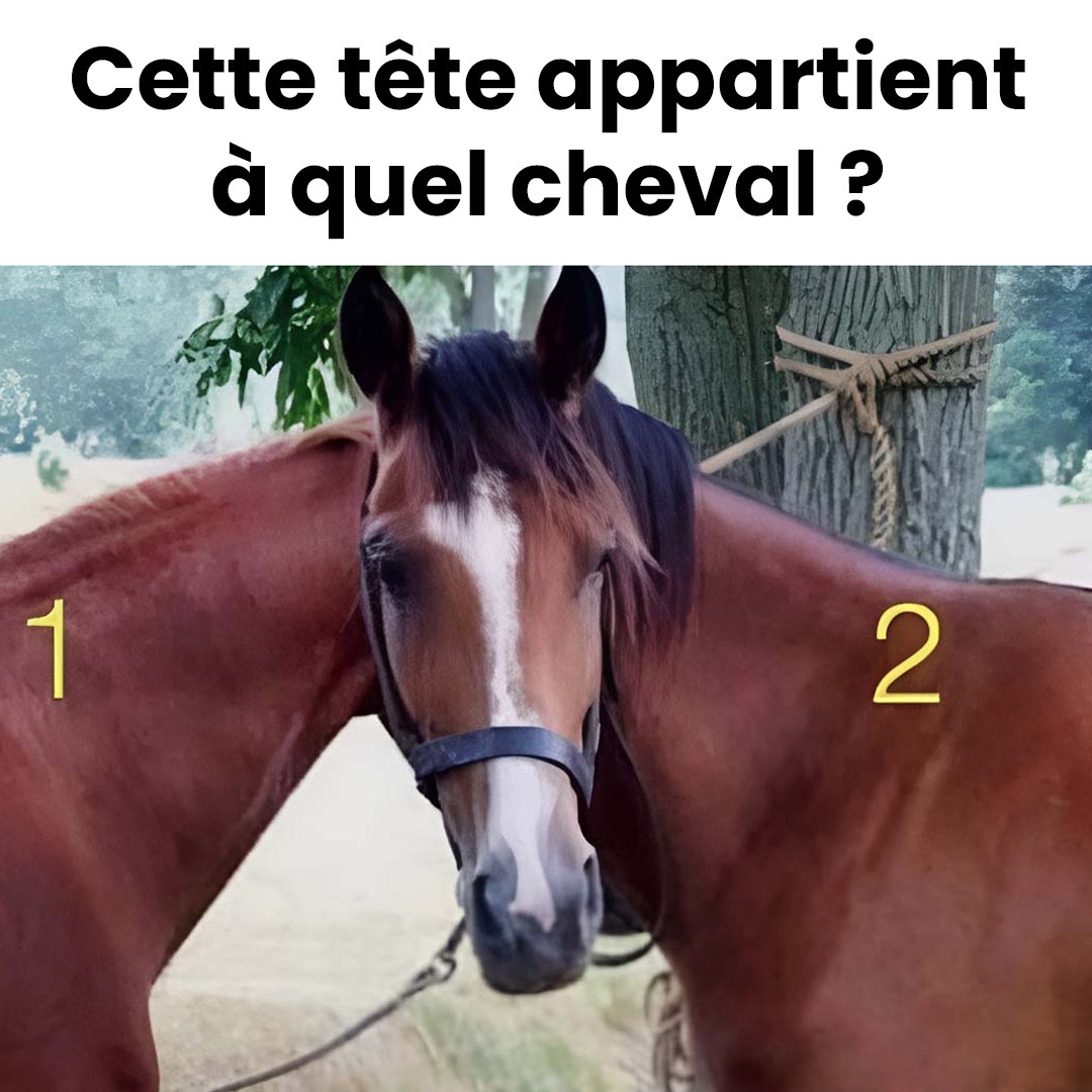 De quel cheval est cette tête ?