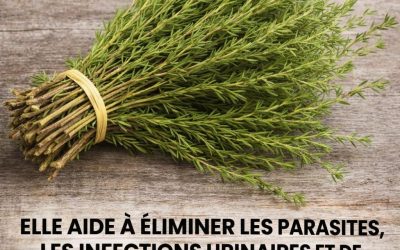 Le thym détruit les infections de la gorge, la grippe, combat les infections respiratoires