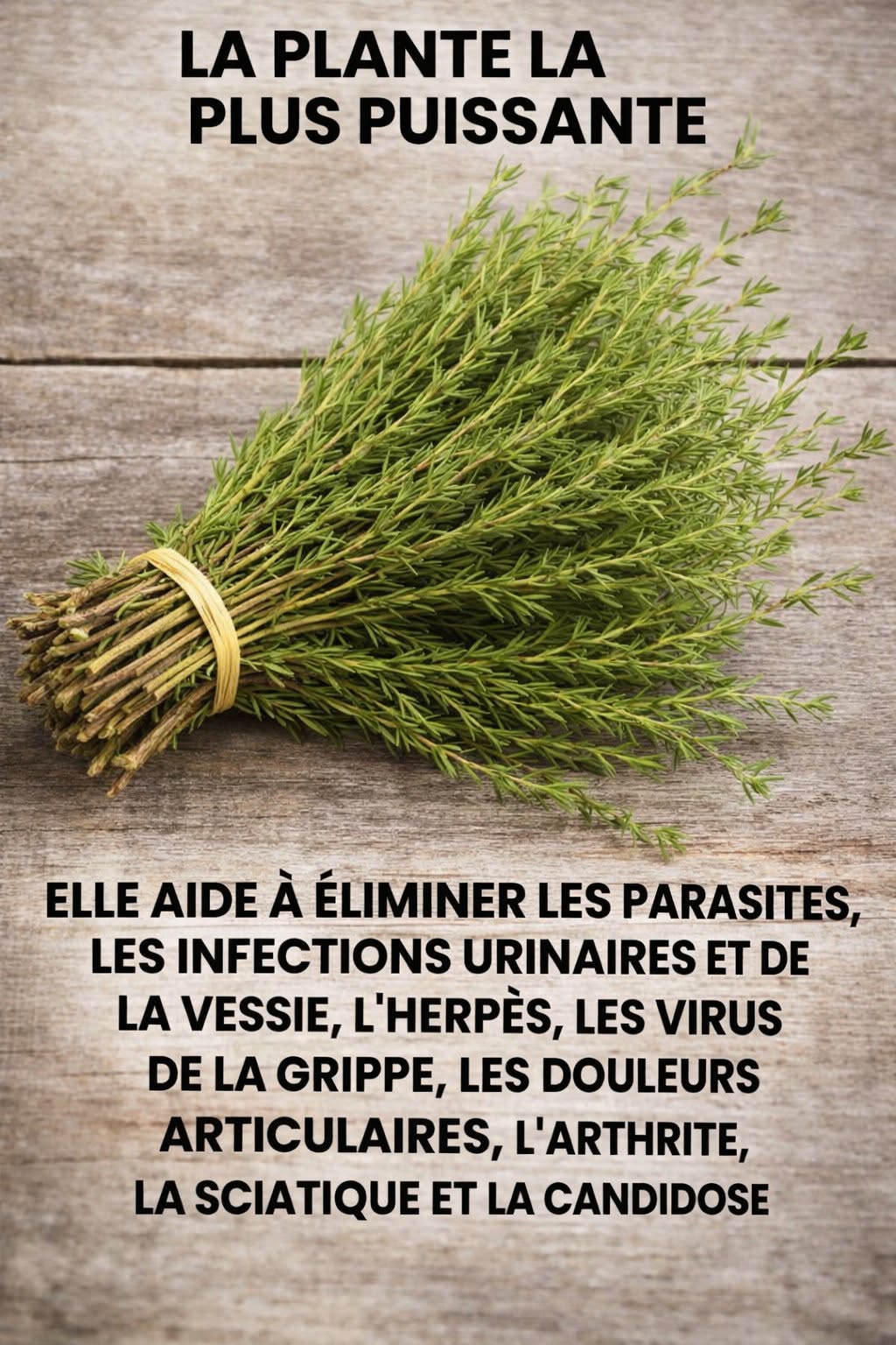 Le thym détruit les infections de la gorge, la grippe, combat les infections respiratoires