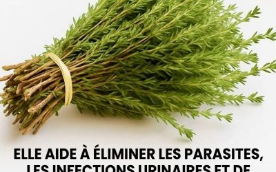 Voici l’une des plantes les plus puissantes au monde