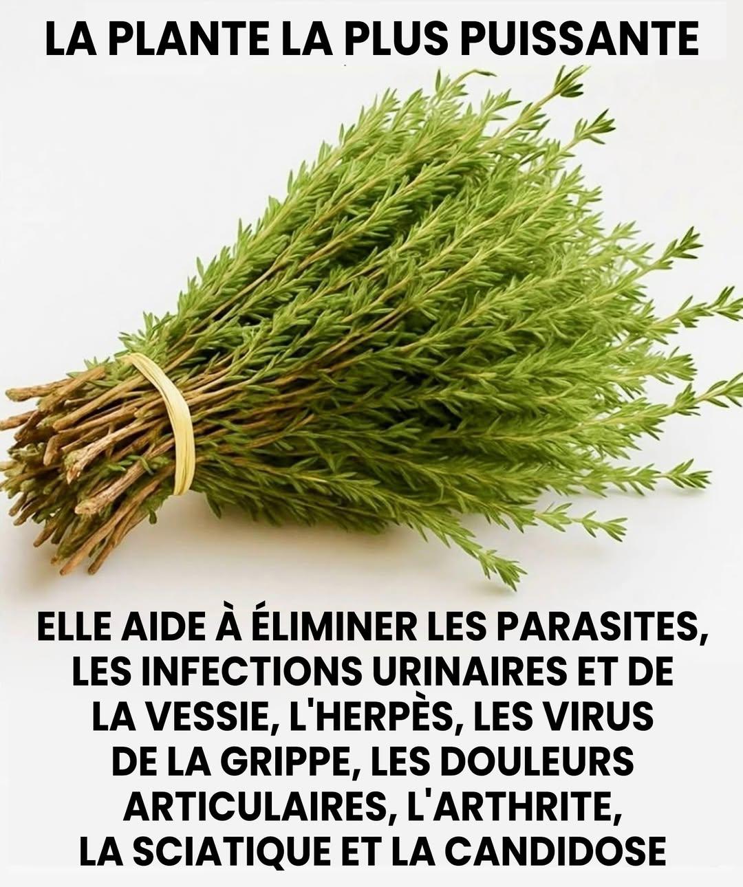 Voici l’une des plantes les plus puissantes au monde