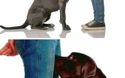 Si votre chien renifle vos parties génitales, voici ce que cela signifie.