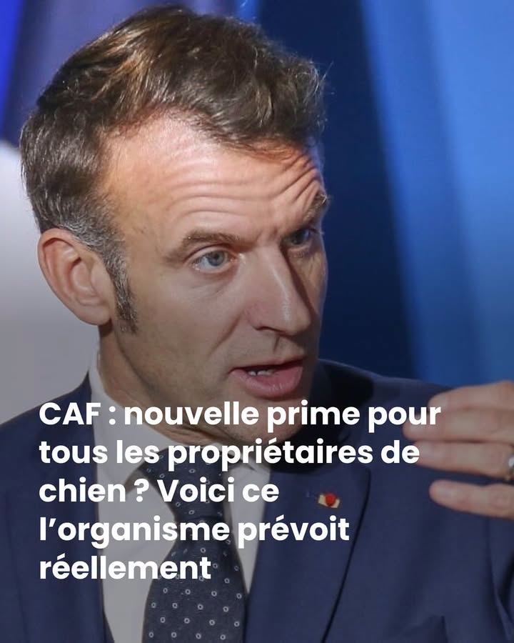 Des entreprises autorisent leurs salariés à emmener leurs chiens sur le lieu de travail
