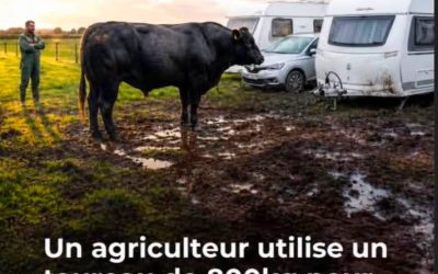 Belgique : un agriculteur utilise un taureau de 800kg pour déloger les gens du voyage