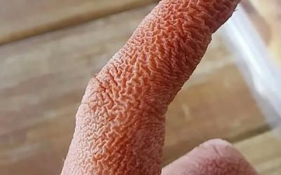 Pourquoi notre peau devient fripée lorsque l’on reste dans l’eau ? Des scientifiques répondent