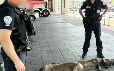 Chien en voiture pour aller en vacances : attention aux lourdes amendes si vous ne faites pas ce geste !