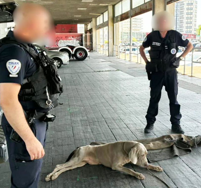 Chien en voiture pour aller en vacances : attention aux lourdes amendes si vous ne faites pas ce geste !