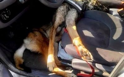 Gare à la canicule pour vos animaux de compagnie ! 4 conseils indispensables pour les protéger des fortes chaleurs