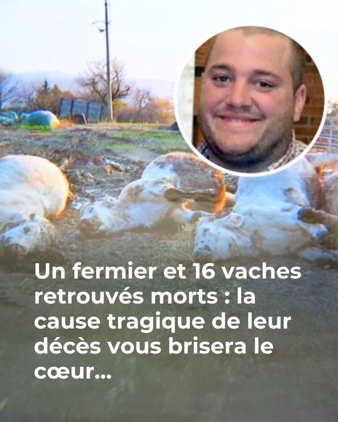 Un fermier et 16 vaches retrouvés morts, la cause du décès enfin découverte