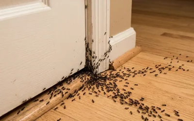 Votre maison abrite-t-elle un signe caché ? Ce que révèle vraiment l’apparition soudaine des fourmis