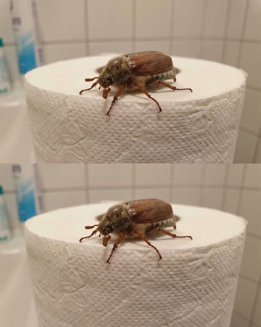 Ma fille a trouvé cet insecte dans la salle de bain et je n’arrête pas d’y penser depuis. J’essaie de comprendre de quel insecte il s’agit, s’il est dangereux et que faire si on le trouve dans la maison.