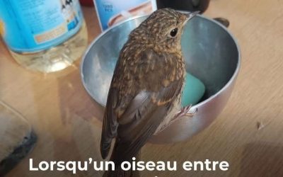 Si un oiseau entre dans votre maison, attention à ce qui arrive…Voir plus