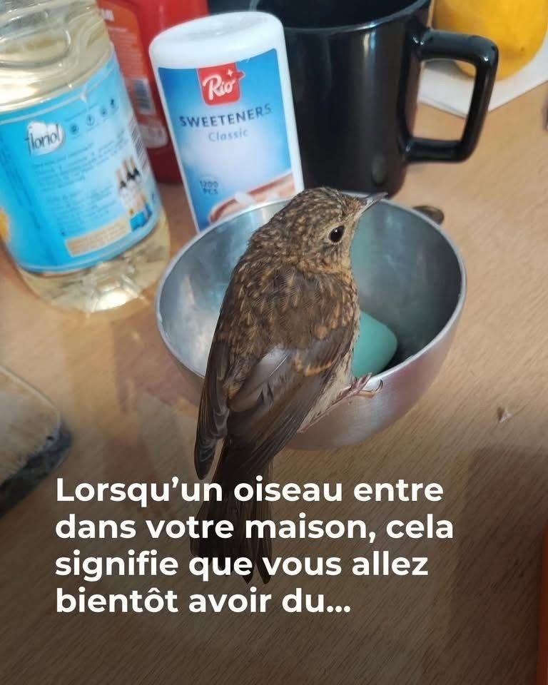 Si un oiseau entre dans votre maison, attention à ce qui arrive…Voir plus