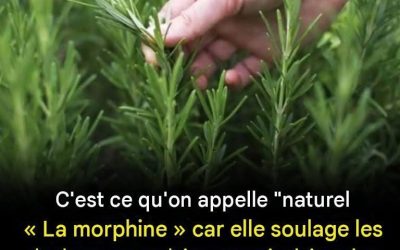 Bienfaits de la consommation de cette plante pour les personnes âgées : un allié naturel pour un vieillissement en bonne santé