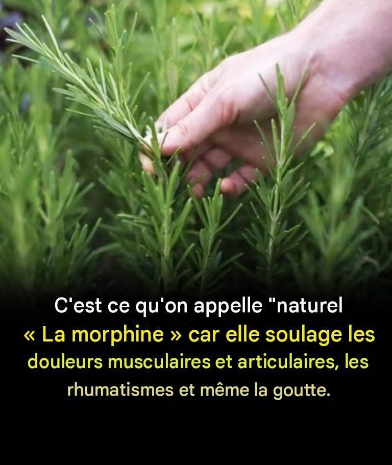 Bienfaits de la consommation de cette plante pour les personnes âgées : un allié naturel pour un vieillissement en bonne santé
