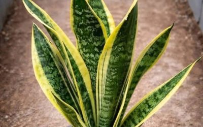 Si vous avez cette plante à la maison, alors vous avez… voir plus