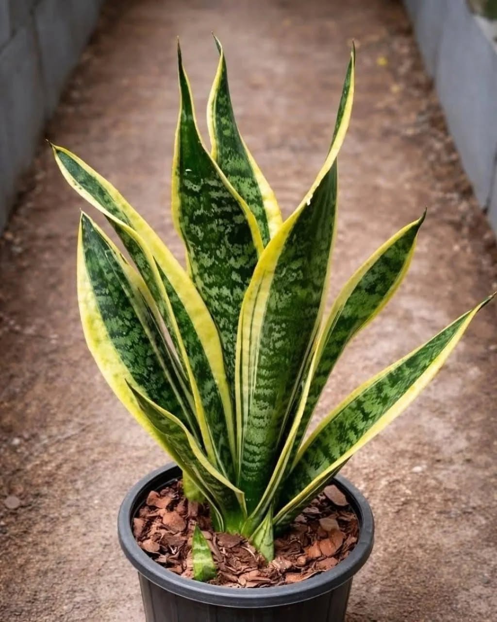 Si vous avez cette plante à la maison, alors vous avez… voir plus