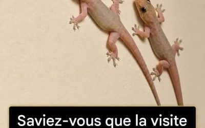 Ce que révèle vraiment la visite d’un lézard chez vous