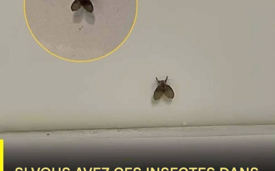 La mouche des toilettes qui apparaît dans de nombreux foyers et les signes de sa présence
