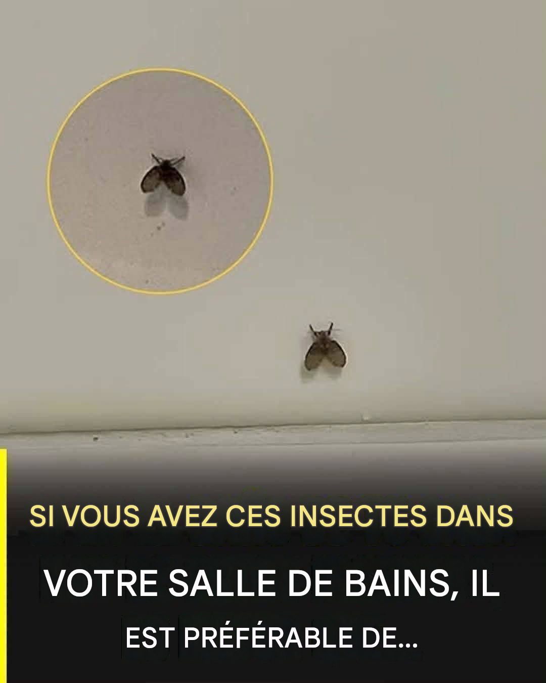 La mouche des toilettes qui apparaît dans de nombreux foyers et les signes de sa présence